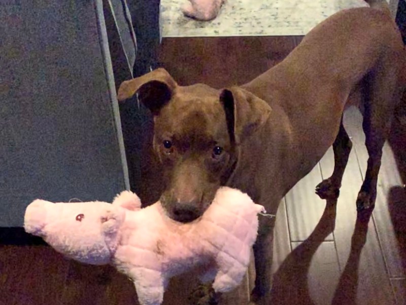 (Chauncey) Piggy obsessed & loves&nbsp;cuddling.