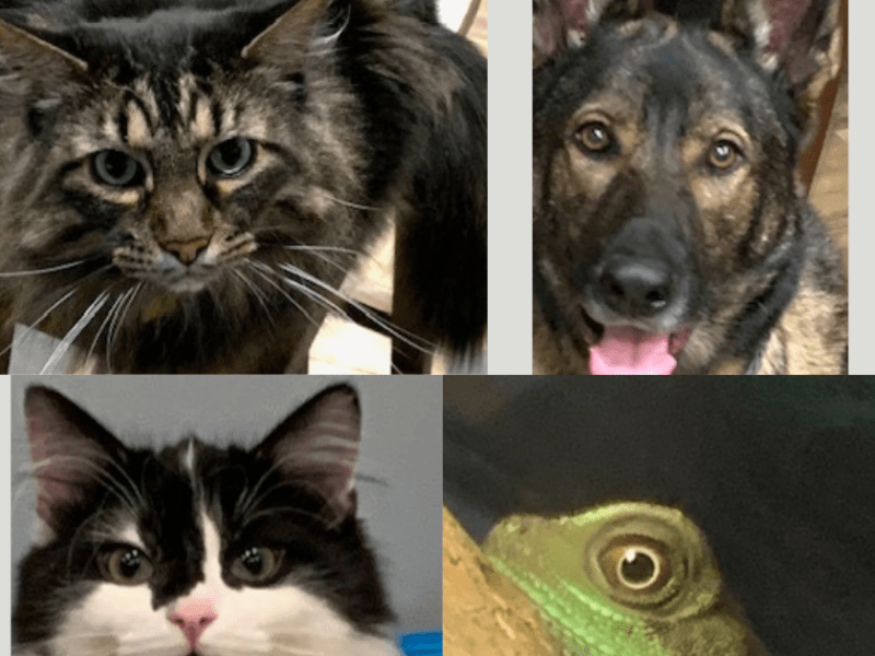 (Winston, Ziva, Charlie, Dexter) A full&nbsp;house!