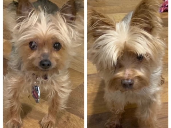 (Bella & Brody)                               Small Bodies, Big&nbsp;Personalities!