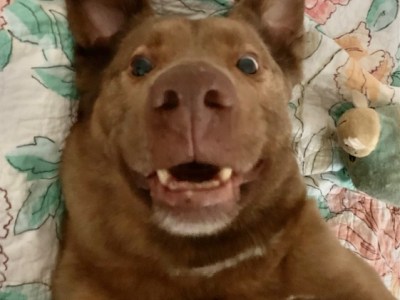 (Leo) King of his&nbsp;land.