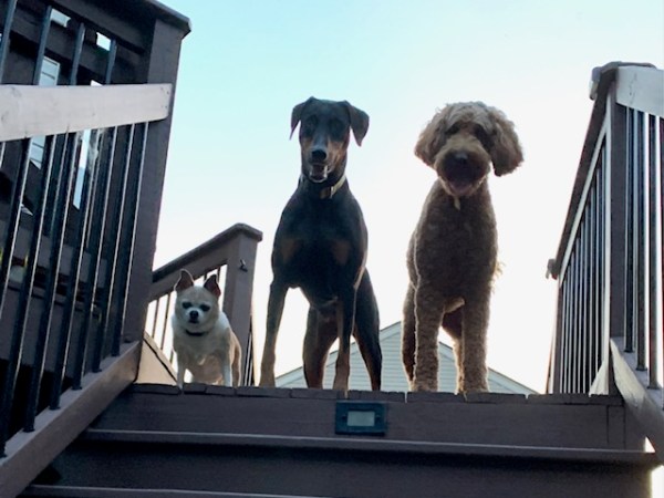 (Beans, Mila, Aria) Three&nbsp;amigos.